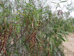 Acacia simsii