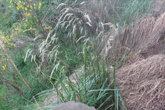 Anthoxanthum redolens