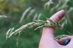 Anthoxanthum redolens