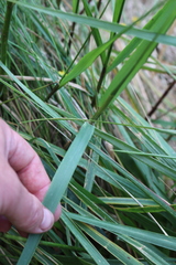 Anthoxanthum redolens