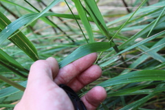 Anthoxanthum redolens