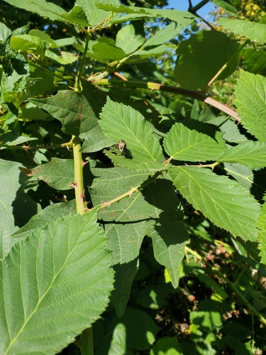 Unknown species found near Olympia, WA 98506, USA