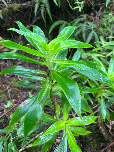 Dubautia plantaginea observed 2025-09-09