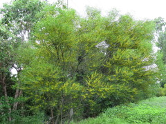 Acacia simsii