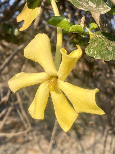 Bushveld Gardenia