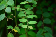 Phyllanthus sikkimensis