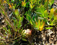 Protea effusa