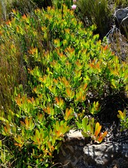 Protea effusa