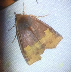 Lineopalpa orsara