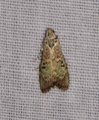 Heteromicta tripartitella