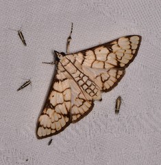 Aphytoceros lucusalis