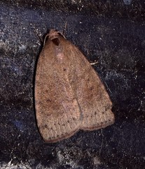 Austrocarea iocephala