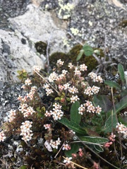 Pimelea oreophila lepta