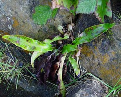 Asplenium scolopendrium