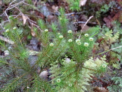Dendroligotrichum
