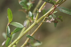Alternanthera nahui