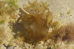Undaria pinnatifida