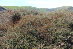 Muehlenbeckia complexa x ephedroides