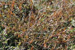 Muehlenbeckia complexa x ephedroides