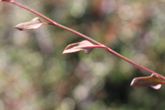 Muehlenbeckia complexa x ephedroides