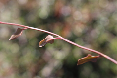Muehlenbeckia complexa x ephedroides