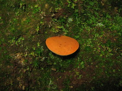 Aureoboletus roxanae