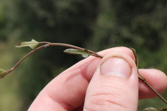 Muehlenbeckia complexa x ephedroides