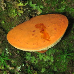 Aureoboletus roxanae
