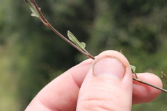 Muehlenbeckia complexa x ephedroides