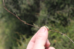 Muehlenbeckia complexa x ephedroides