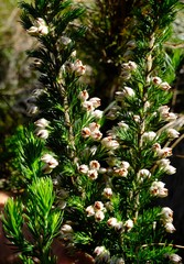 Erica triflora