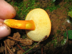 Aureoboletus roxanae