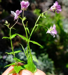 Nemesia brevicalcarata