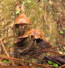 Psilocybe muliercula