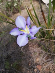 Aristea biflora