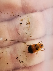 Adeloparius septemmaculatus