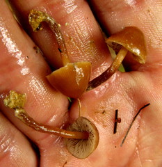 Psilocybe muliercula