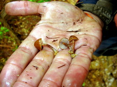 Psilocybe muliercula