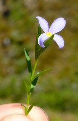 Gnidia linoides