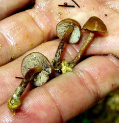 Psilocybe muliercula
