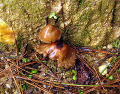 Psilocybe muliercula