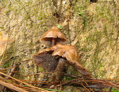 Psilocybe muliercula