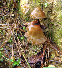 Psilocybe muliercula