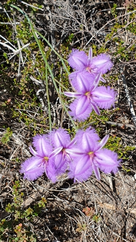 Image of Rush Fringe-Lily (Thysanotus racemoides) by (c) Andrew Thornhill, some rights reserved (CC BY)