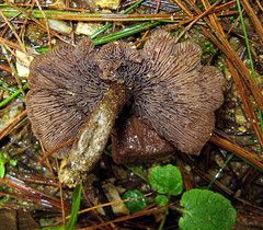 Psilocybe muliercula