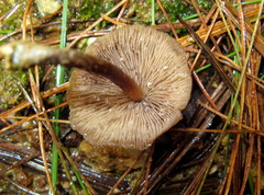 Psilocybe muliercula