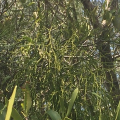 Viscum articulatum