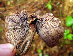 Psilocybe muliercula