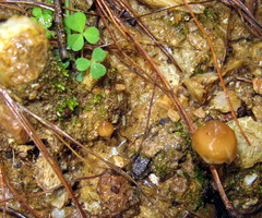 Psilocybe muliercula