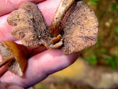 Psilocybe muliercula